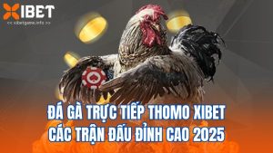 Đá Gà Trực Tiếp Thomo XIBET Các Trận Đấu Đỉnh Cao 2025