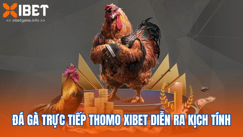 Đá gà trực tiếp Thomo XIBET diễn ra kịch tính