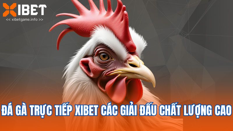 Đá gà trực tiếp XIBET các giải đấu chất lượng cao