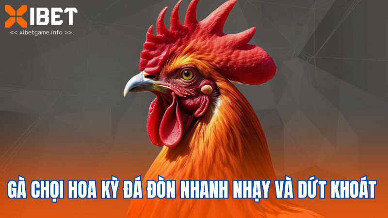 Gà chọi Hoa Kỳ đá đòn nhanh nhạy và dứt khoát 